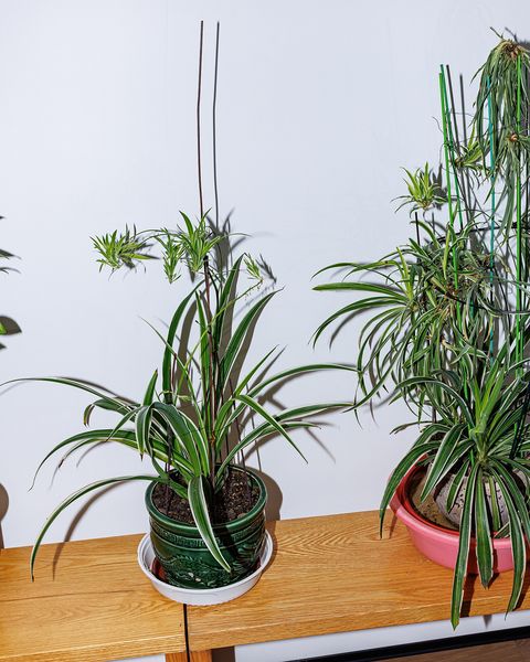 Spider plants with arching striped leaves in pots on a windowsill
