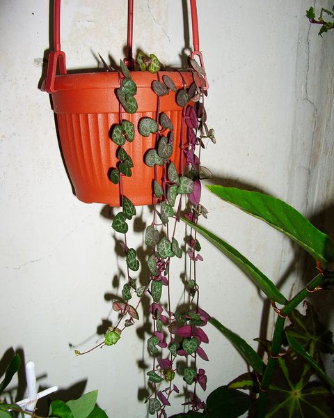 String of hearts trailing long strands of small heart-shaped leaves from a hanging pot