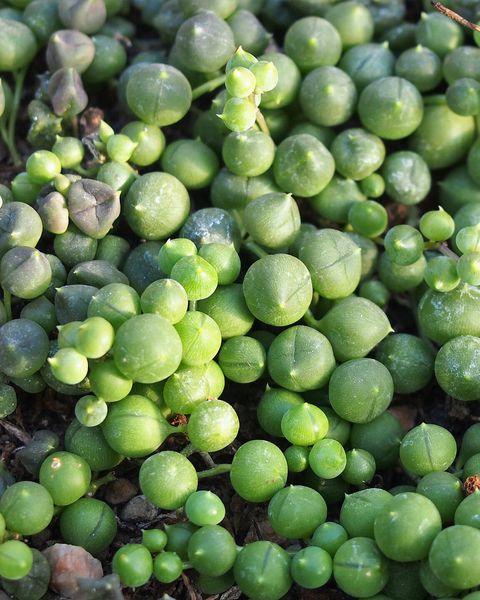 Close-up of the round, bead-like leaves of string of pearls
