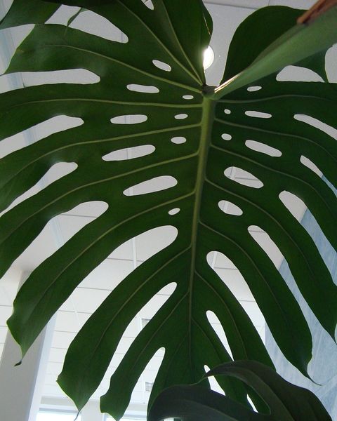 A Swiss cheese plant leaf with deep splits and holes, seen from below