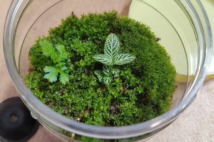 Moss, a small fern and a nerve plant inside a glass jar terrarium, its lid set aside