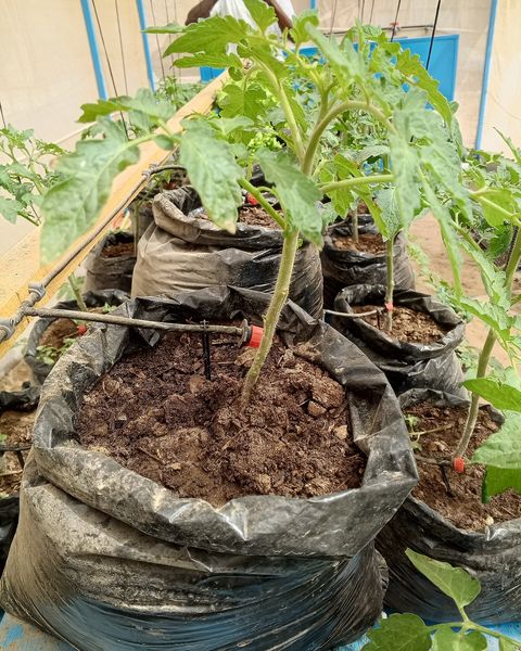 A young Gardener's Delight tomato plant growing in a grow bag