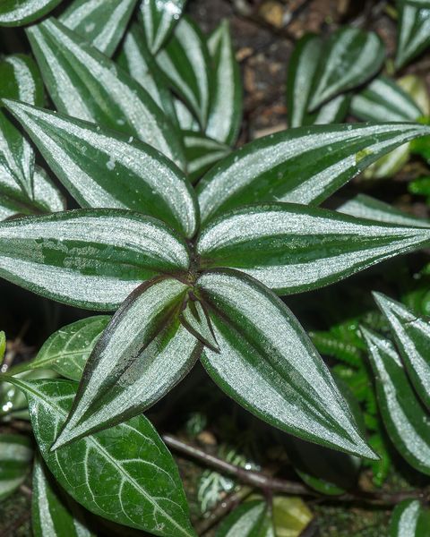 Tradescantia zebrina leaves striped silver and green