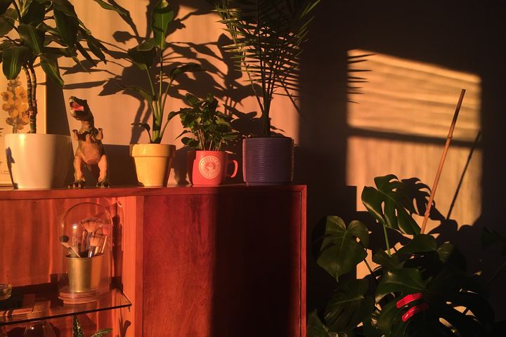 Late sun falling on houseplants on and around a wooden sideboard