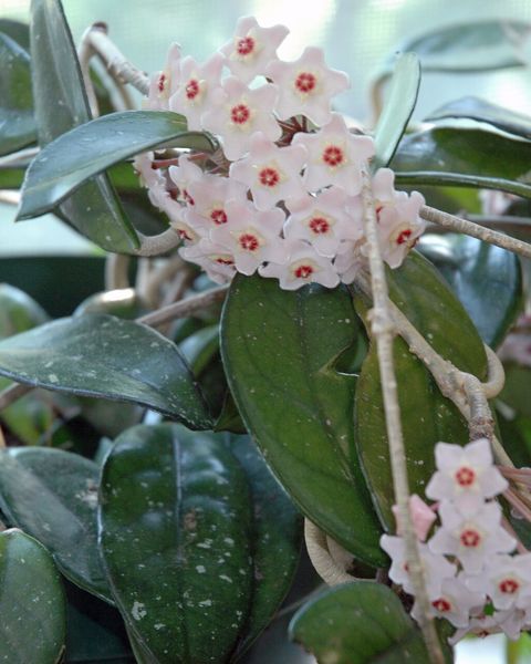 A wax plant with a cluster of pale pink star-shaped flowers among thick leaves
