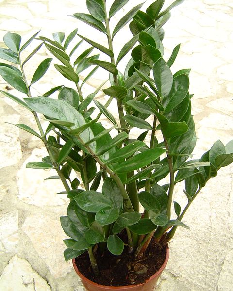 A ZZ plant with upright stems of shiny, paired leaves in a pot
