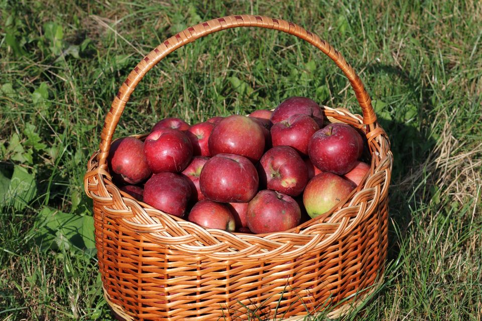 A wicker basket of red apples on grass