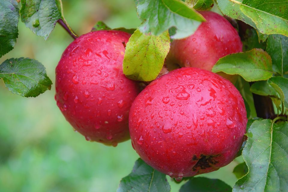 Ripe red apples on a branch among green leaves