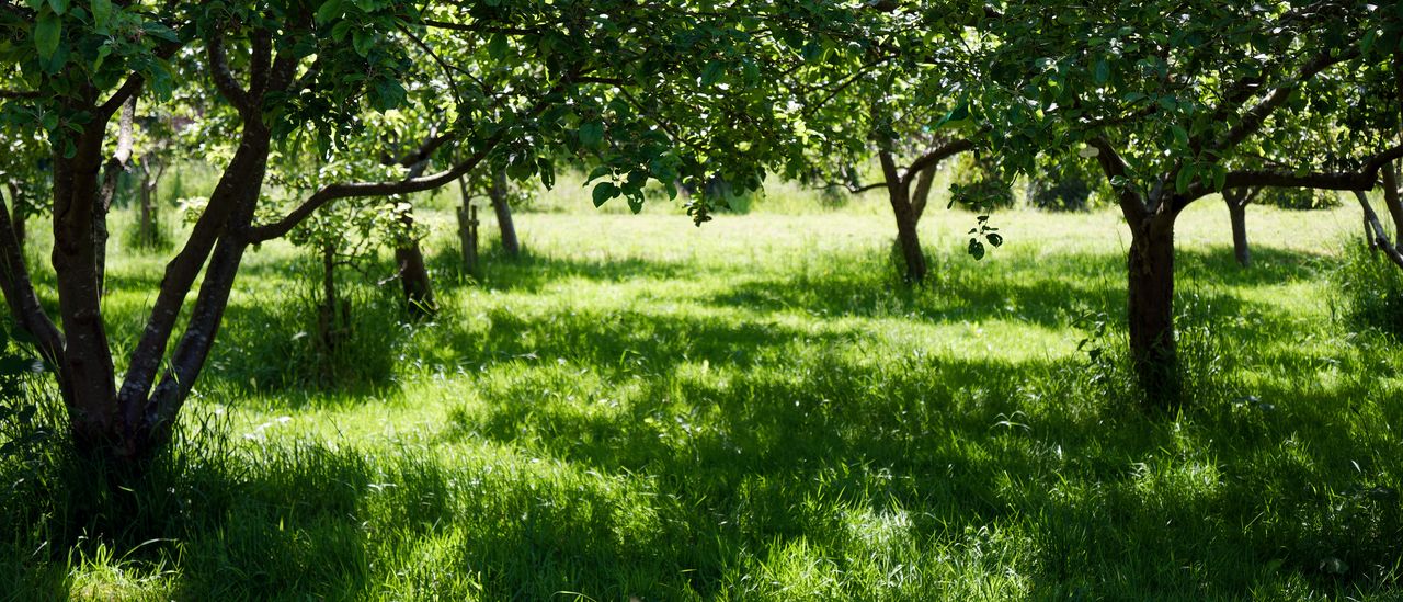 Apple trees with long grass between them in a walled kitchen garden