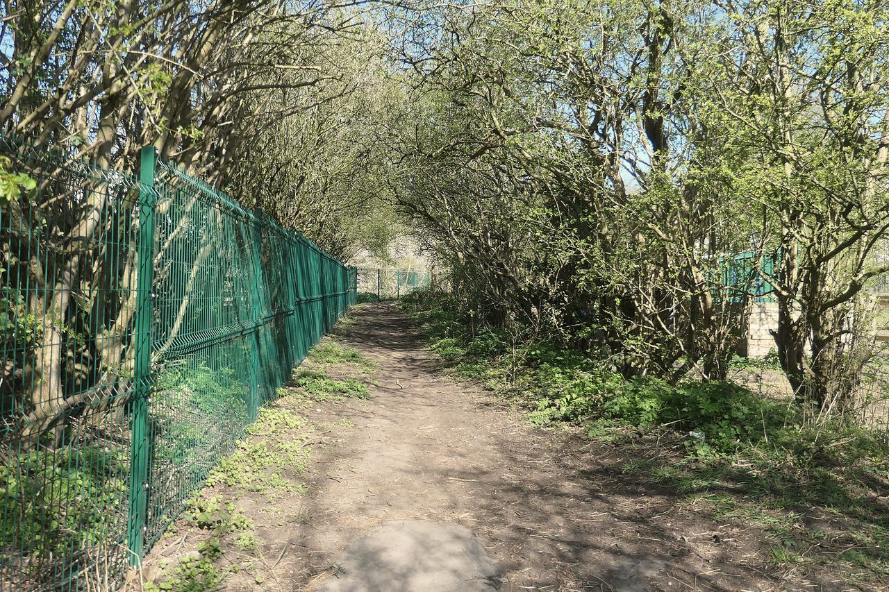 A worn footpath running between a green fence and a hawthorn hedge