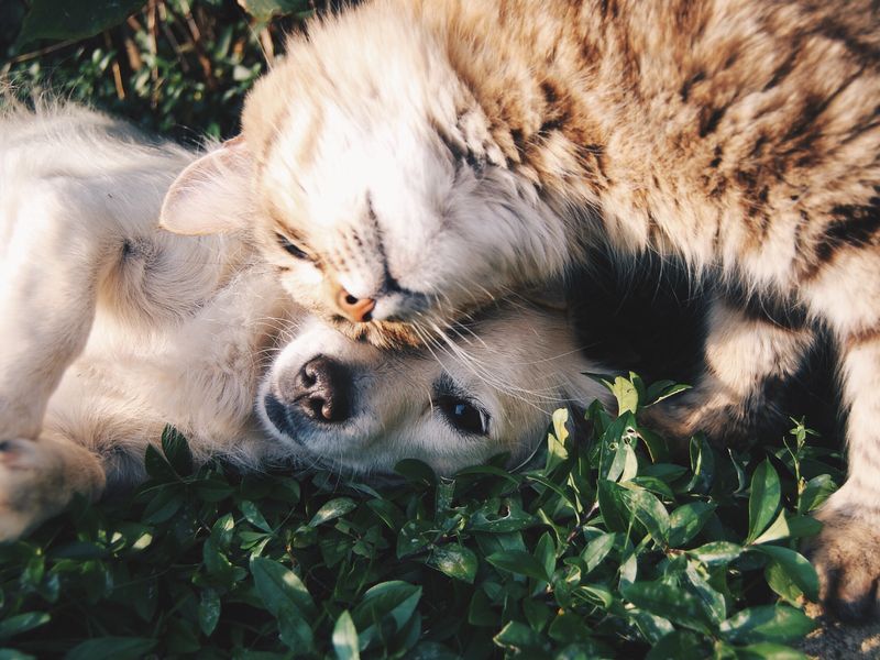 A dog and a cat curled up together on the grass