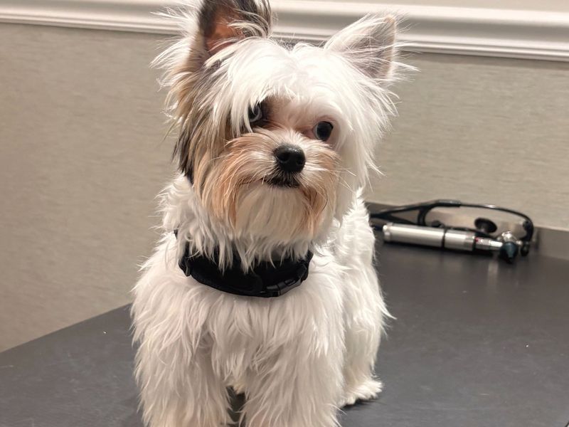 A small Yorkshire terrier sitting on a clinic consulting table