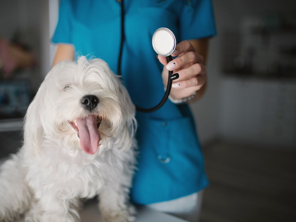 A small white dog sitting on a clinic table while a vet in blue scrubs holds a stethoscope beside it