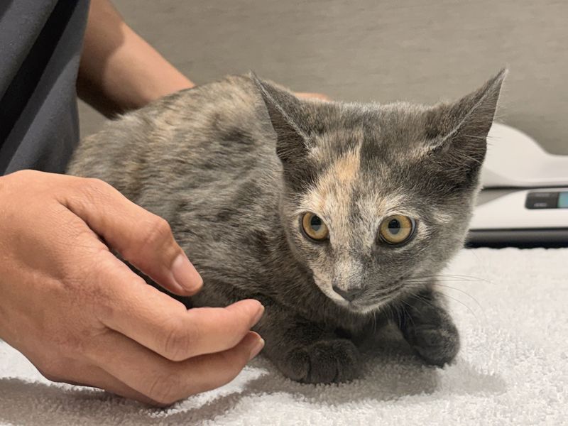 Hands supporting a small grey kitten on a towel-covered examination table
