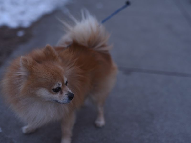 A fluffy Pomeranian on a lead, standing on a pavement