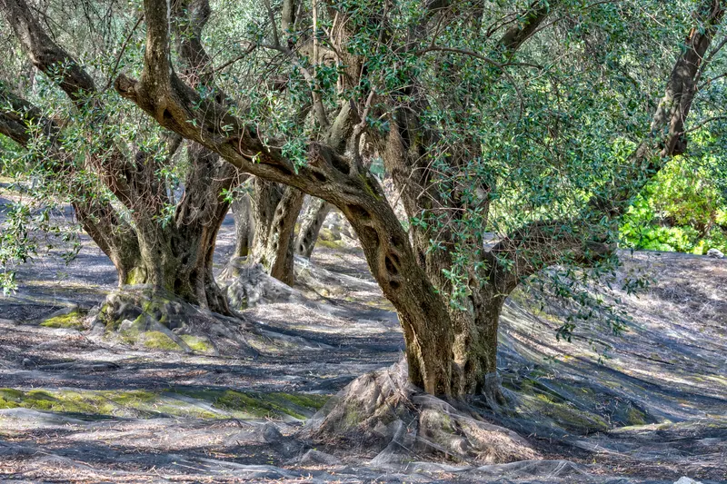 An old olive grove with gnarled trunks