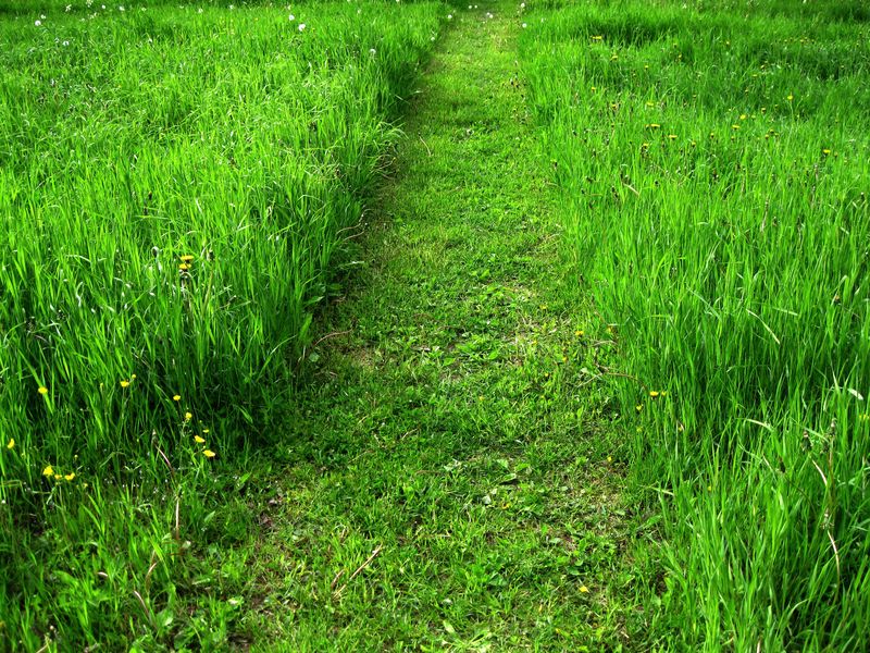 A mown path between tall green grass in a field