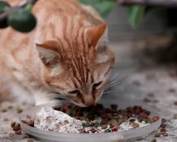 Ginger cat eating dry food from a dish