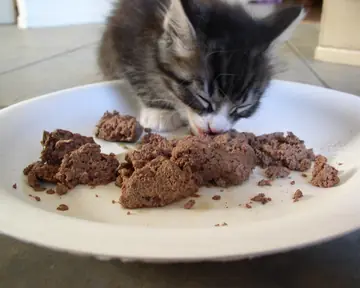 Grey and white kitten eating wet food from a white plate