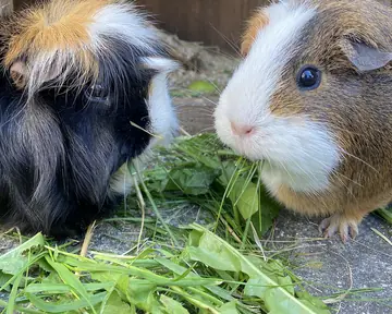 Two guinea pigs eating fresh dandelion leaves