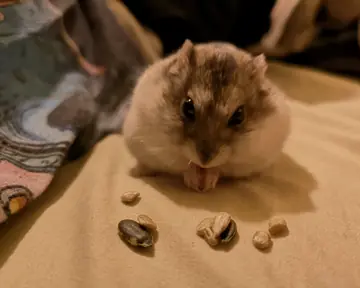 Hamster eating seeds on a blanket