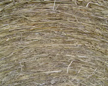 Close view of loose dry hay