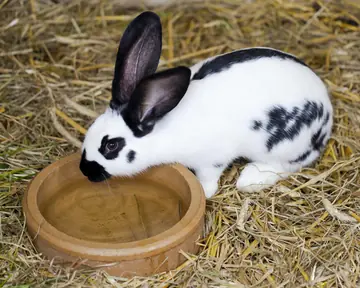 Black and white rabbit eating from a bowl on straw