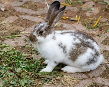 Young white and grey rabbit on grass and straw