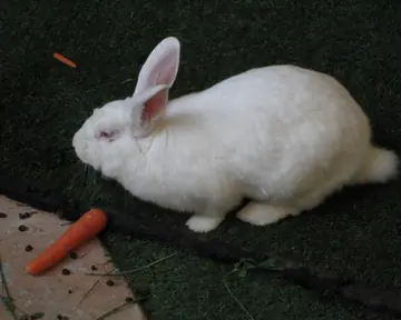 White rabbit beside a carrot