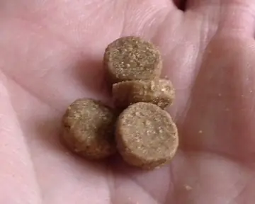An open hand holding a few small round pet treats