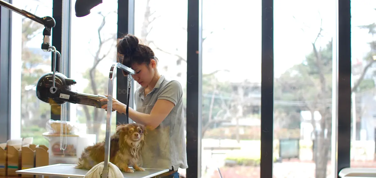 Groomer working on a small long-haired dog at a grooming table by tall windows