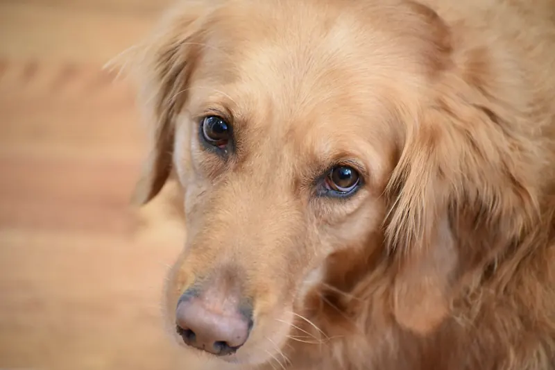 Close-up of a golden retriever looking up, on a warm wooden floor