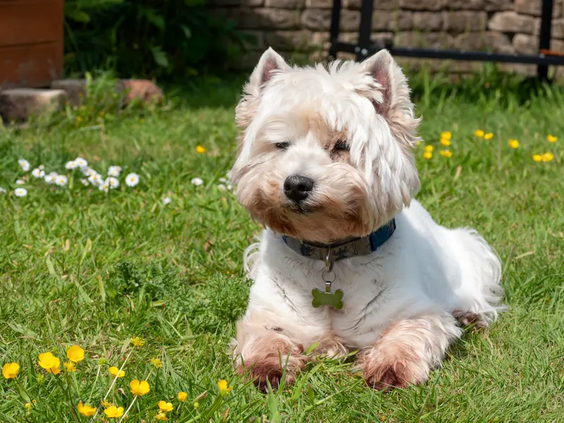 West Highland white terrier lying on a lawn with yellow flowers