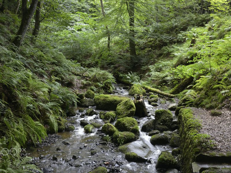 A mossy stream running between ferns and rocks