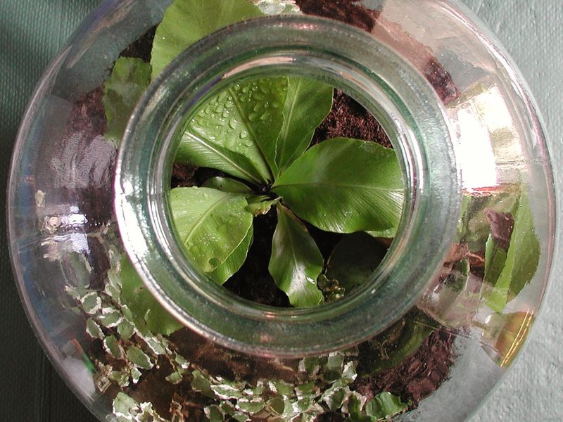 Seen from above, a glass bottle garden of small green plants