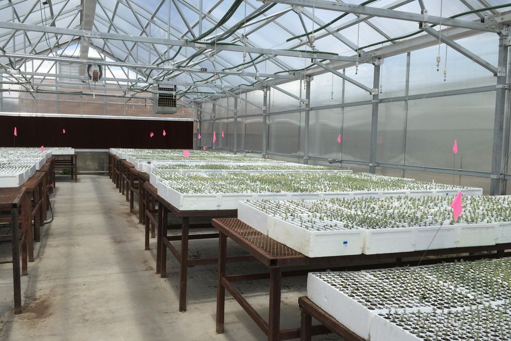 Long benches of young seedlings in trays inside a bright greenhouse