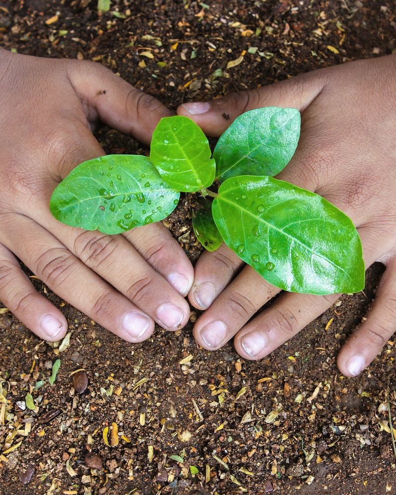 Two hands around a young green seedling planted in dark soil