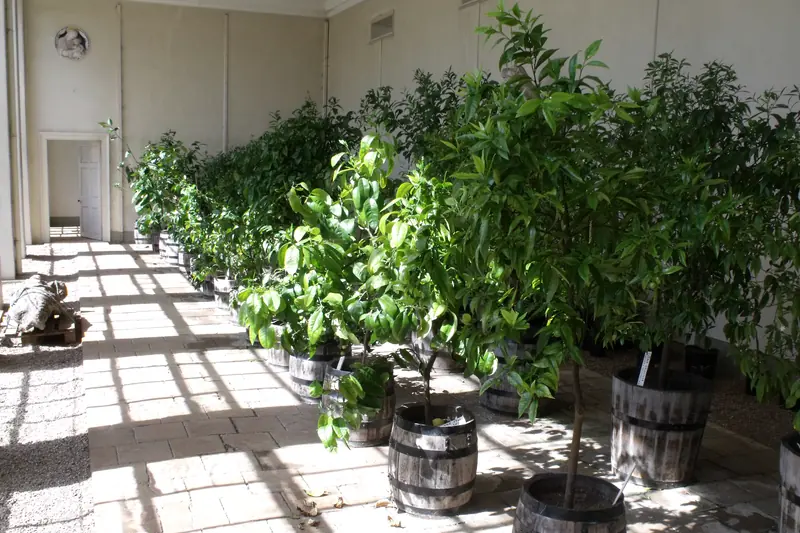 Citrus trees standing in wooden tubs in a light-filled orangery