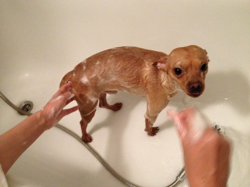 A small tan dog standing in a white bathtub while two hands rinse it with a shower head