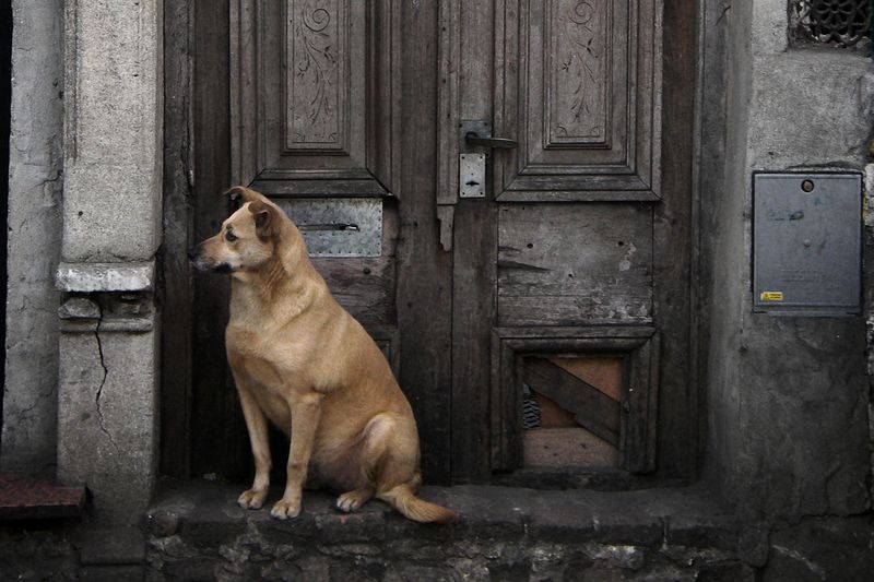 A tan dog sitting on the step of an old carved wooden front door, waiting