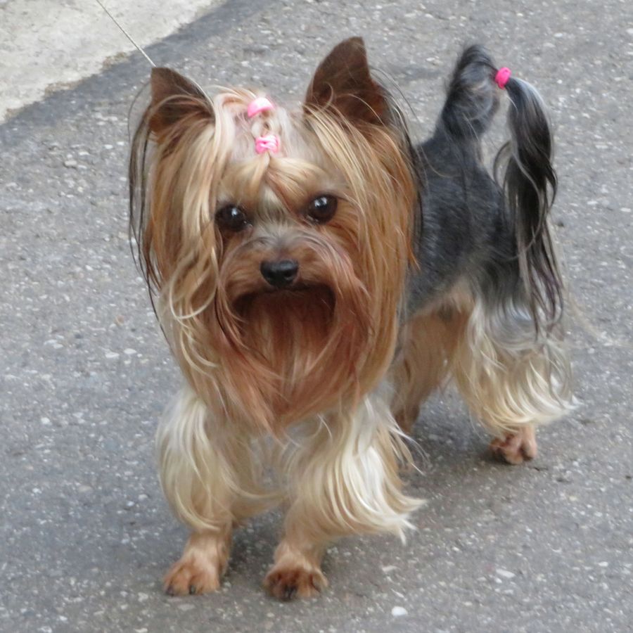 A Yorkshire terrier with a long, brushed tan and steel-blue coat and pink hair bands, standing and looking at the camera