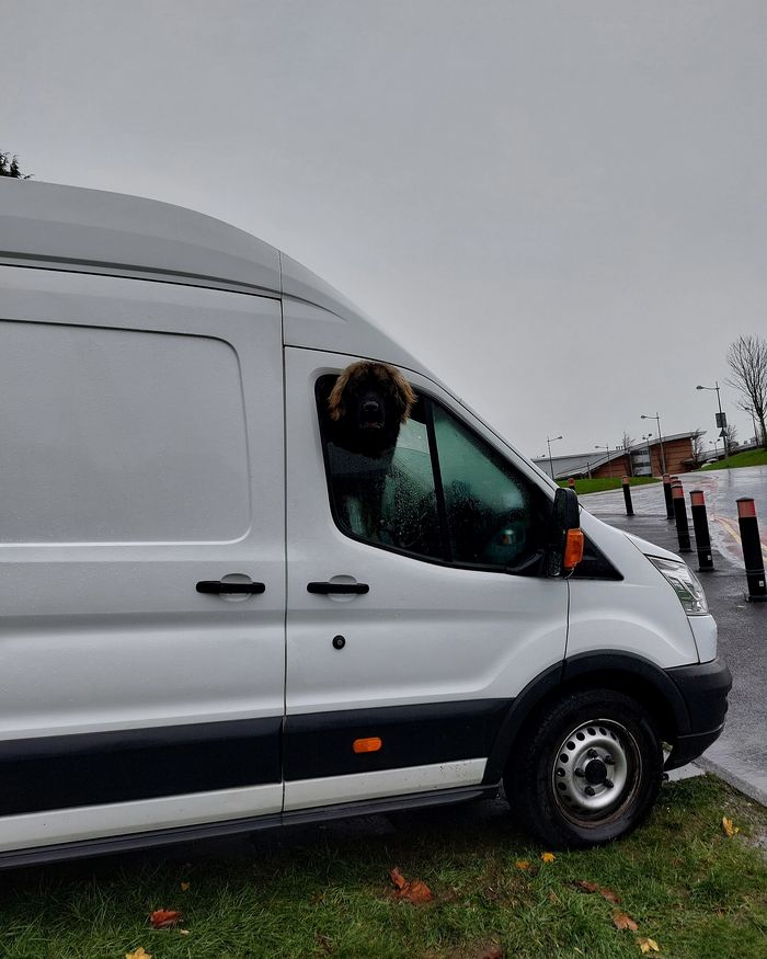 A plain white van parked on a grass verge, a big shaggy dog looking out of the driver’s window