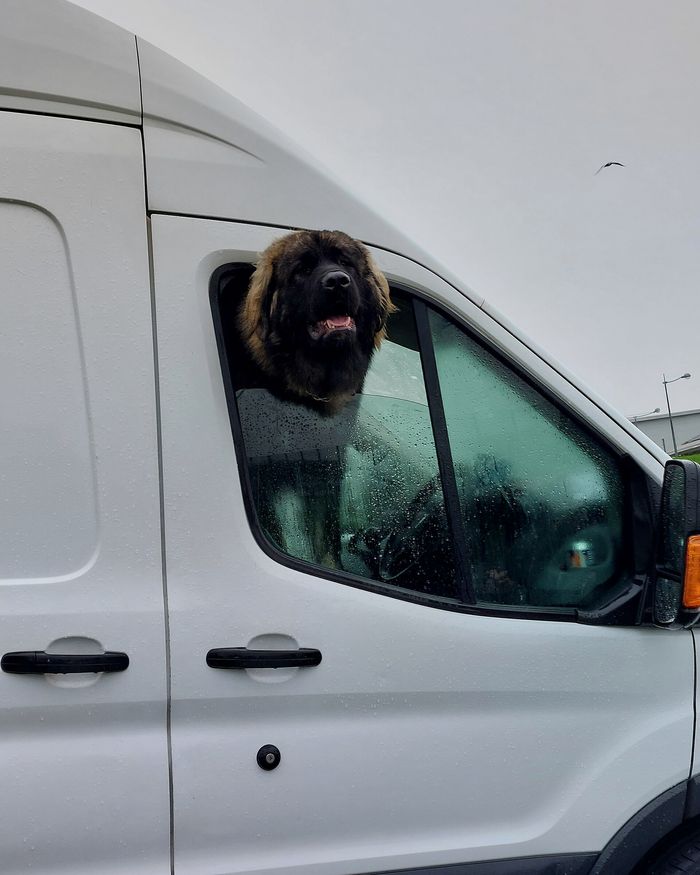 A large shaggy dog leaning out of the open window of a plain white van