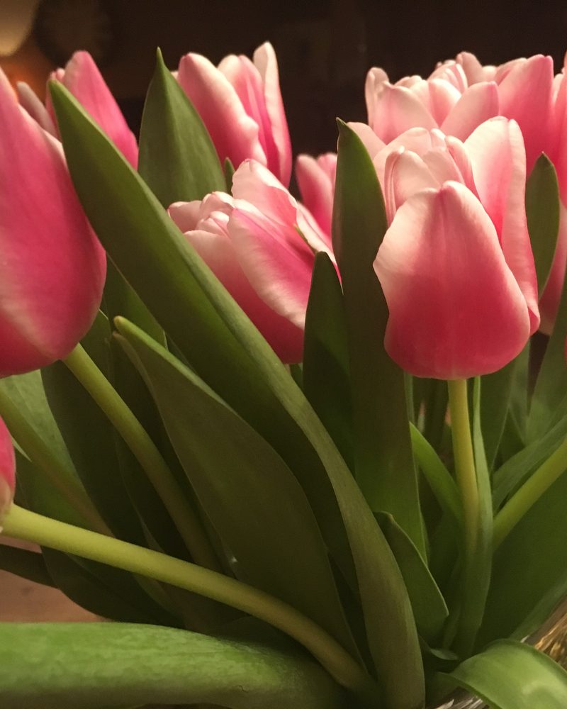Pink and white tulips with green leaves in a bunch