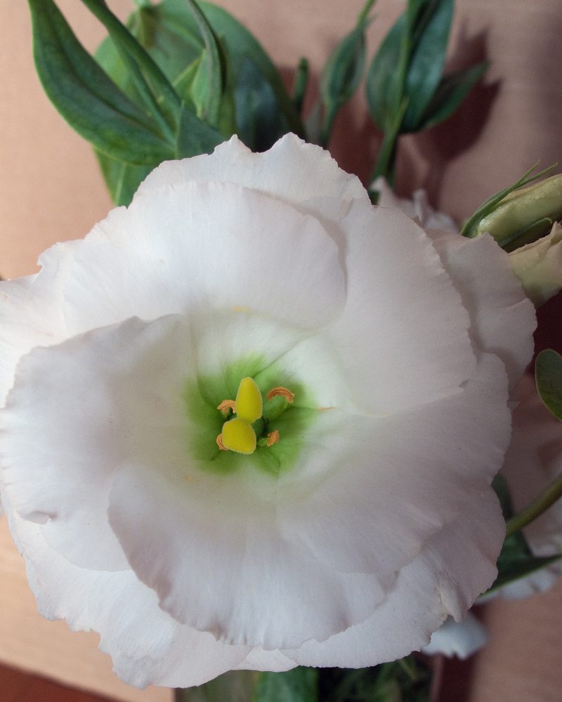 A white lisianthus flower close up