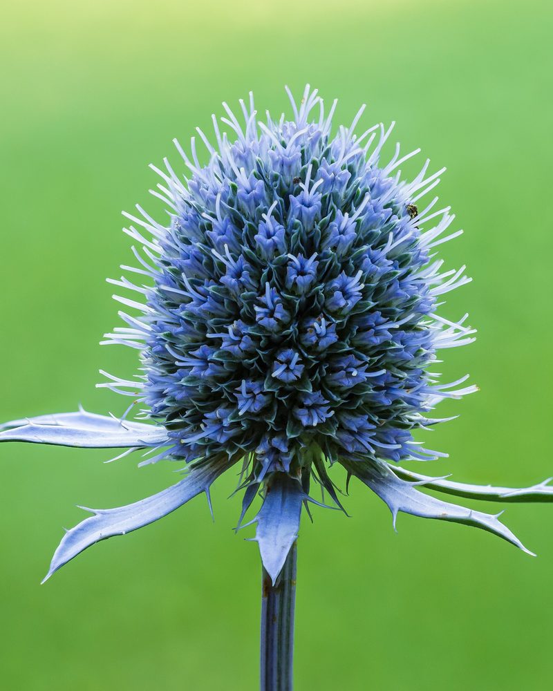A steel-blue sea holly flower head on its stem against a green background