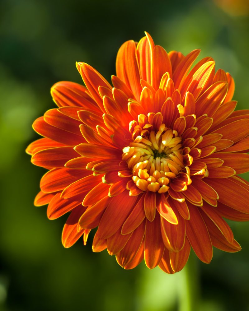 A burnt-orange dahlia against a dark green background