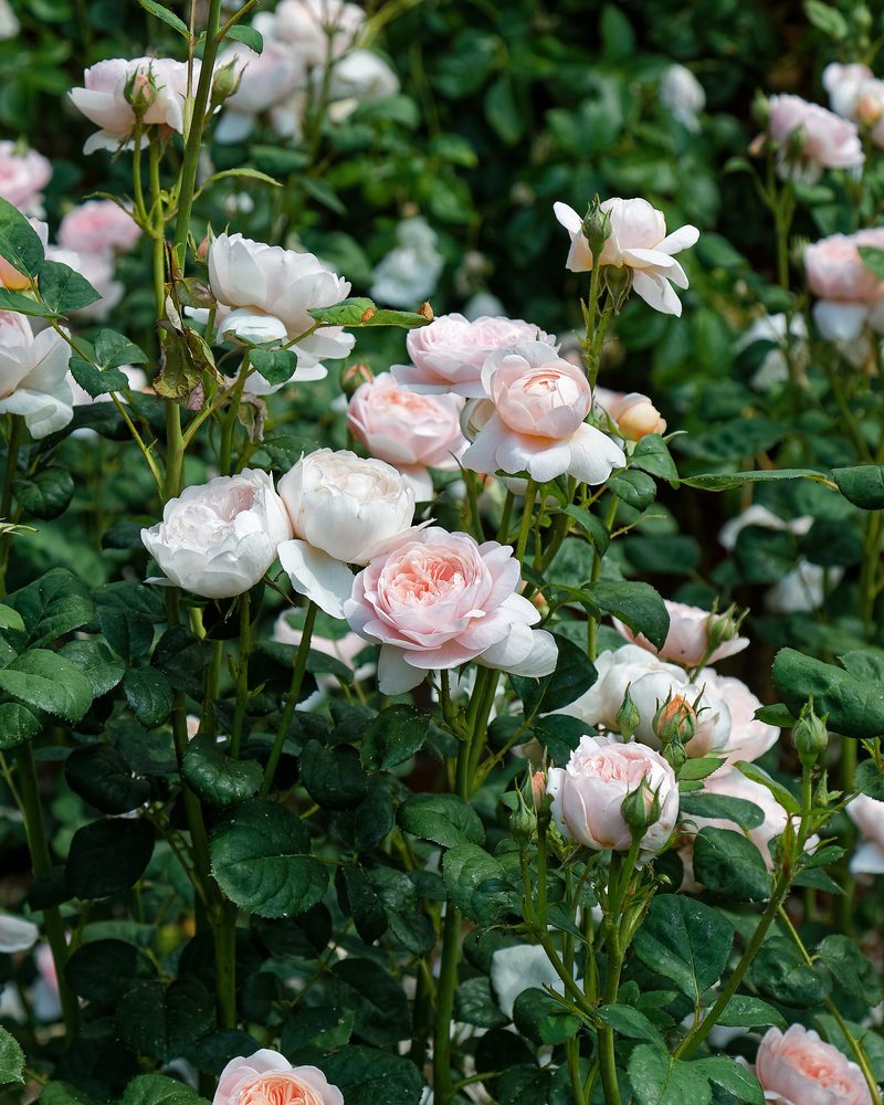 Pale blush garden roses on a shrub in a walled garden border