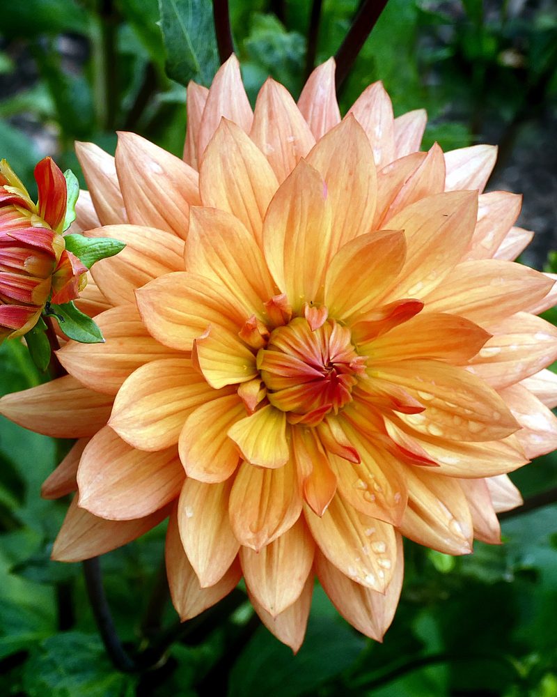 A large peach and apricot dahlia with a bud, against dark green leaves