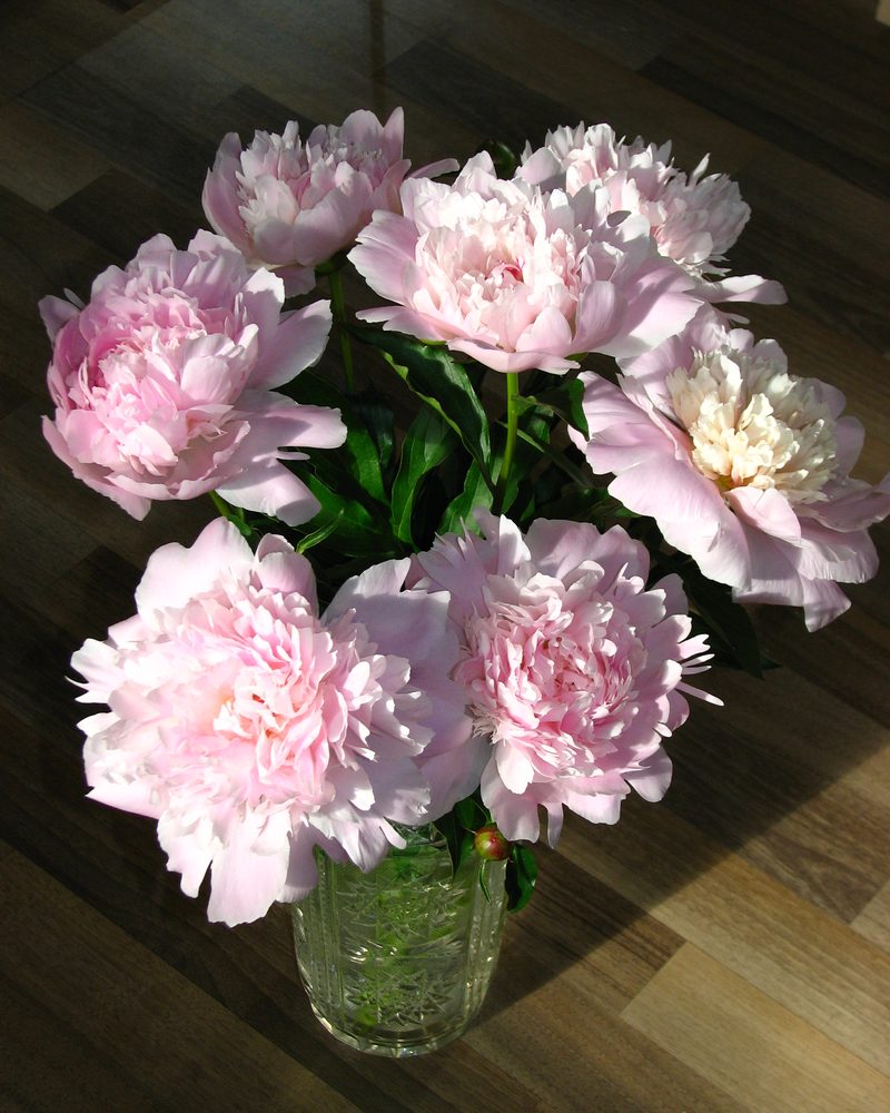 Blush pink peonies in a glass vase on a wooden table